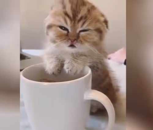 silly cats