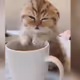 silly cats