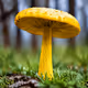 yellow mushroom