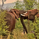 Elephants