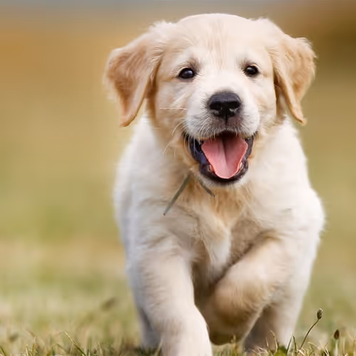 puppies