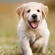 puppies