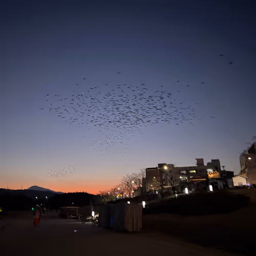 enjoy birds
