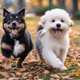 Cute and Aggresive Dogs Collection