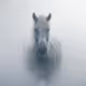 Morning Mist