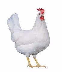 ss