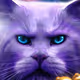 Unusual cat