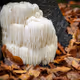 Hericium erinaceus