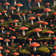 Regen Community