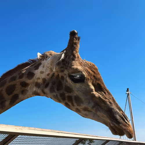 giraffe