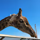 giraffe