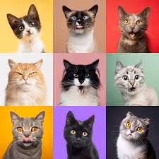 Cats