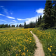 Summer in wild