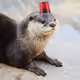 Sea otters
