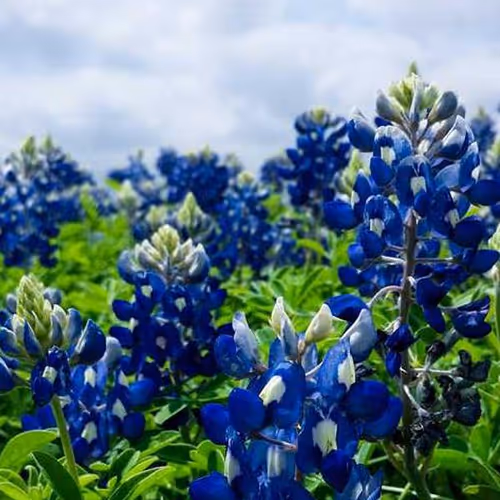 Rats Frequencies Oem