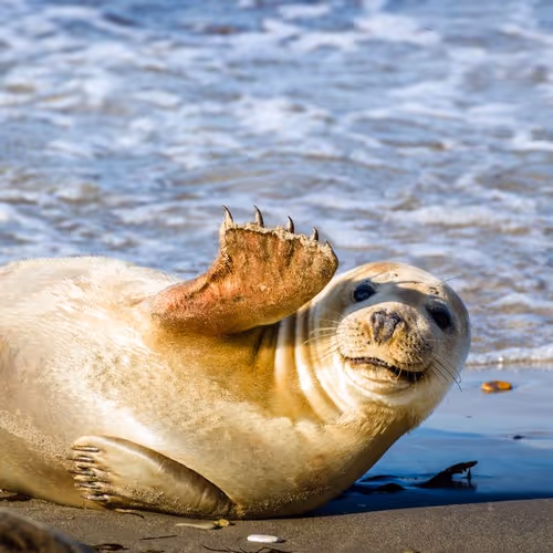 Seal says HI
