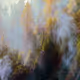 blur forest