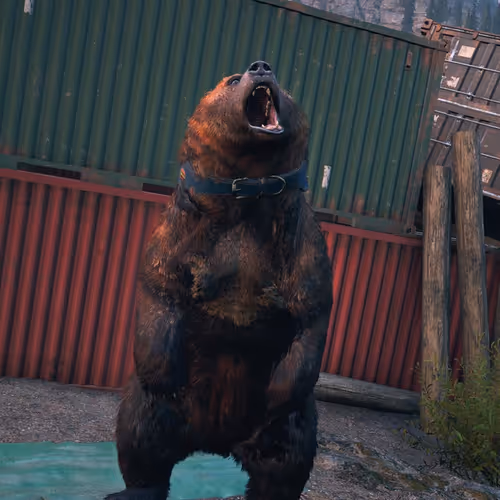 Bear