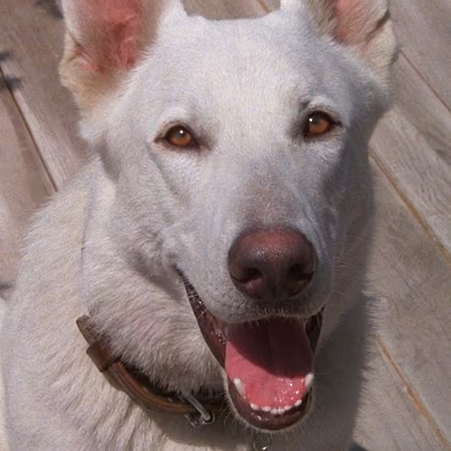 White Dog