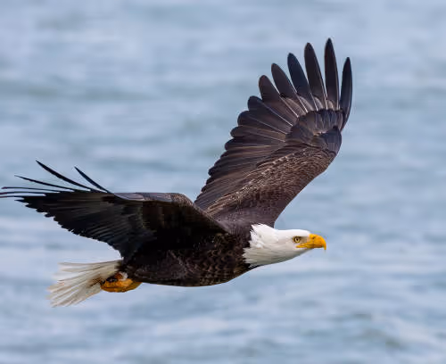eagle