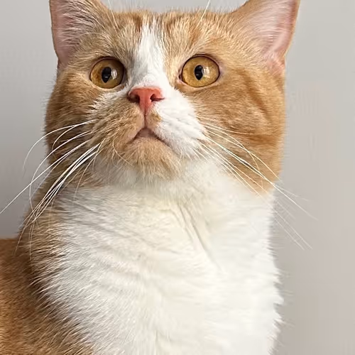 Petspective