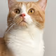 Petspective