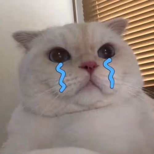 Cat meme