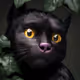 Iconic cat