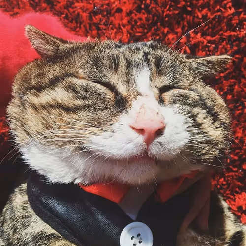 cats pets