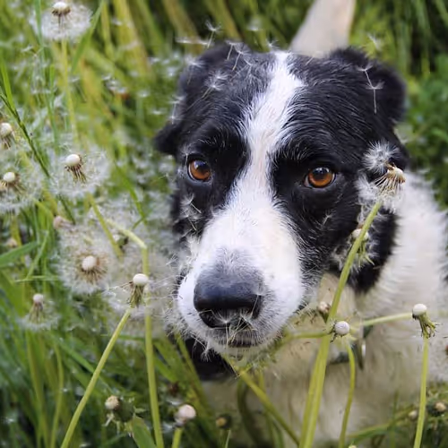 Annsku mainnet collection