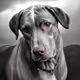 Catahoula Leopard Dog Cool-032