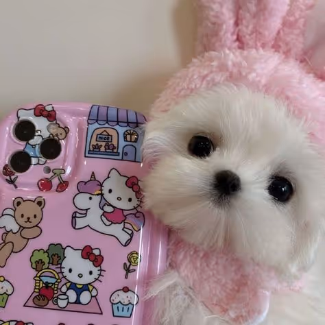 the dog likes the color pink