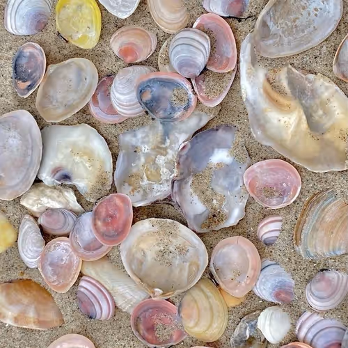 shells