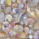 shells