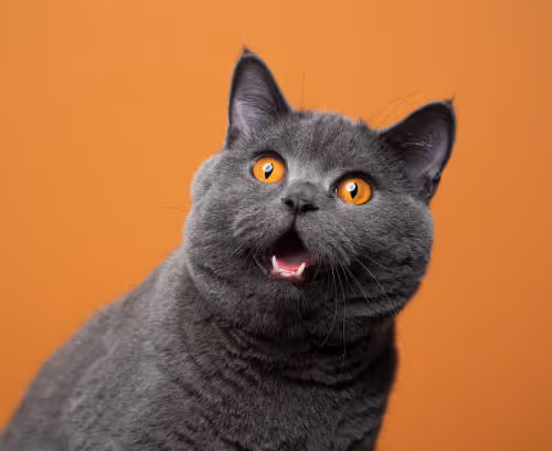 cati