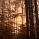 Forrest