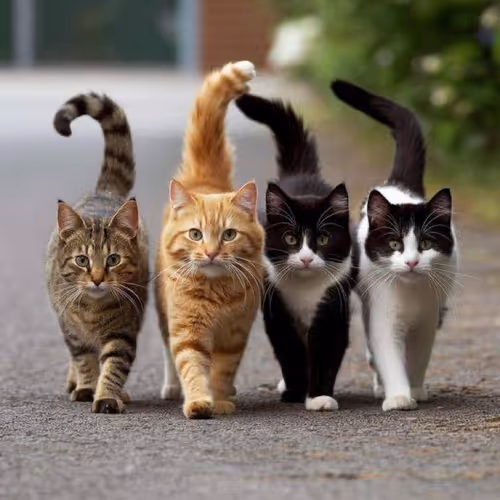 Istanbul_Cats