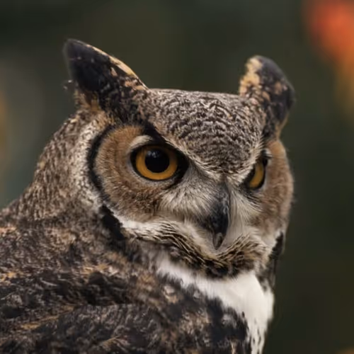 owl