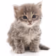cutecatz