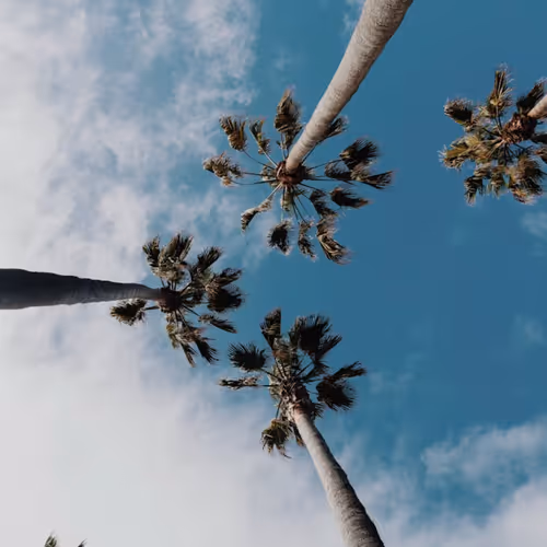 Palms
