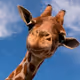 Giraffe: Grace Above the Savanna