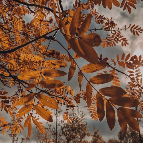Autumn