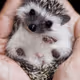 ENJOY hedgehog