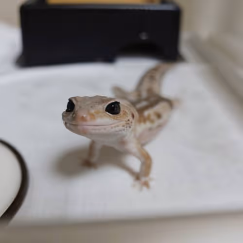 gecko