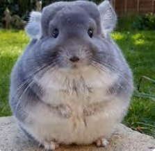 Chinchilla