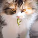 Love cats