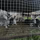 My pets