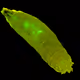 Cochliomyia Hominivorax