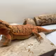 Bearded Dragon NFT