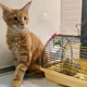 Cat and mouse